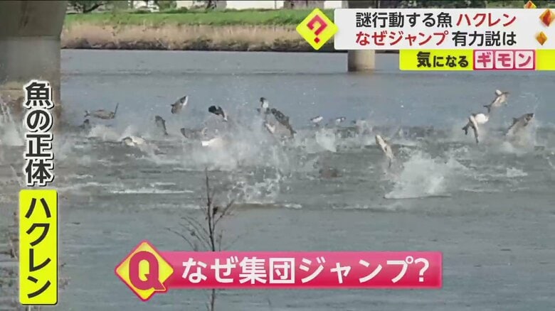 （FNN投稿サイト「ビデオPost」）