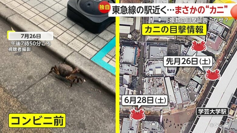 7月26日にもカニが出没