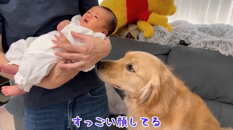 提供：豆柴うに&ゴールデンレトリバーおからさん