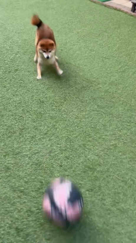 提供：Nerushibaさん