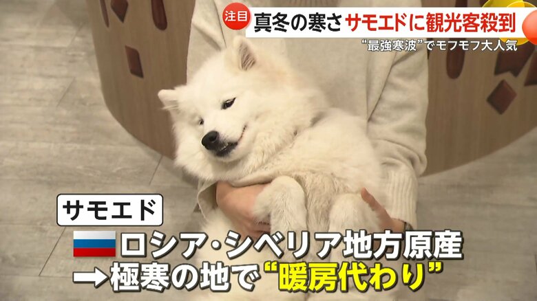 サモエドはロシア・シベリア地方原産