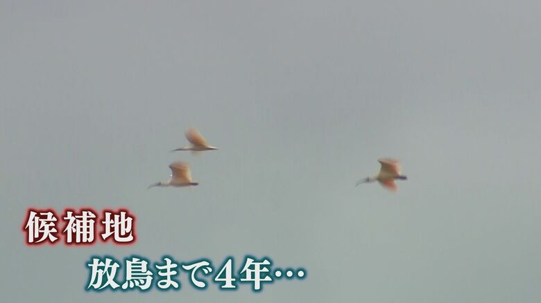 トキが生き続けられる環境の整備が求められる