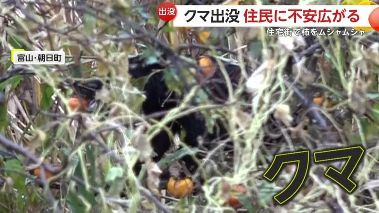 柿を食べるクマ