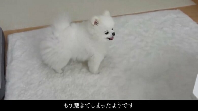 しかし、2回目に投げたら、既に飽きてしまったようだ