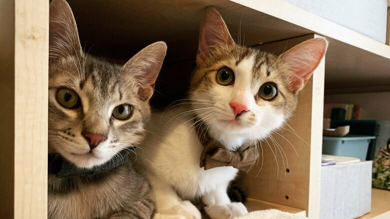 2匹はすくすくと成長。仲良しで遊び相手でもある