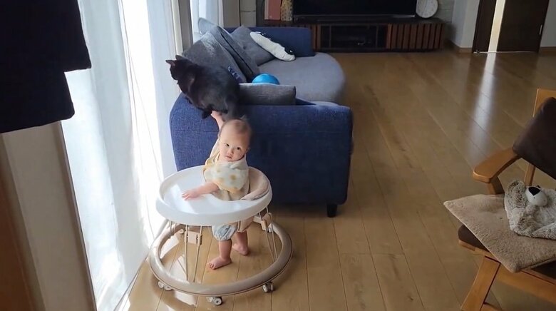 楽しそうだ（提供：仔猫を拾ったので）