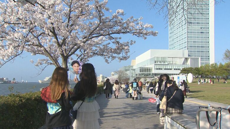 コンサート開催日は桜が見頃に
