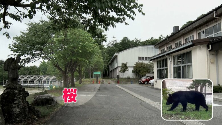 校舎の周りに植えられている桜の木