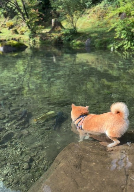 提供：柴リアンハスキーもちごめ兄弟さん