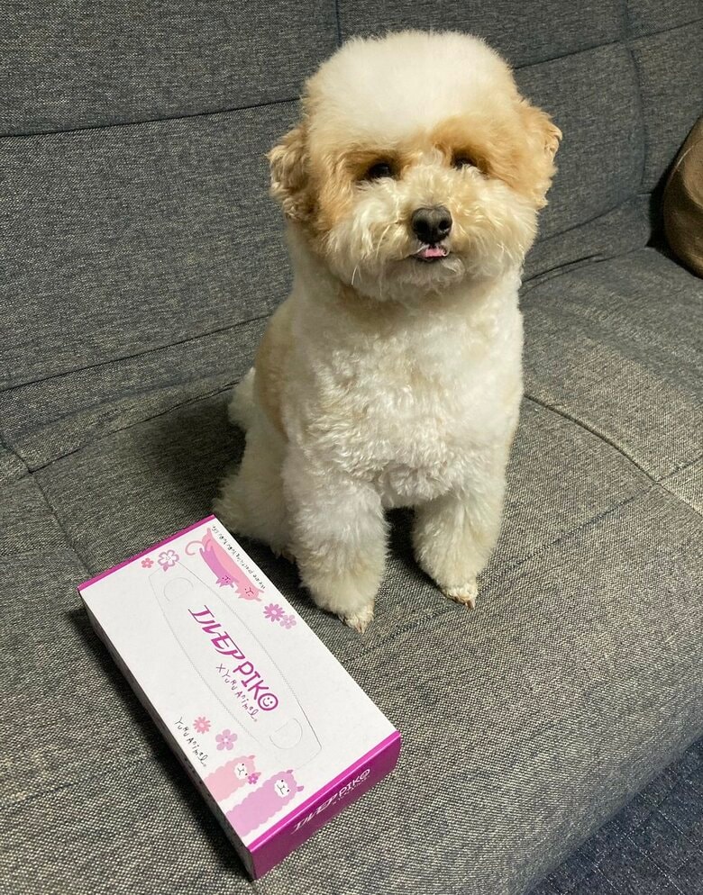 ティッシュ箱を開けるのが得意です！