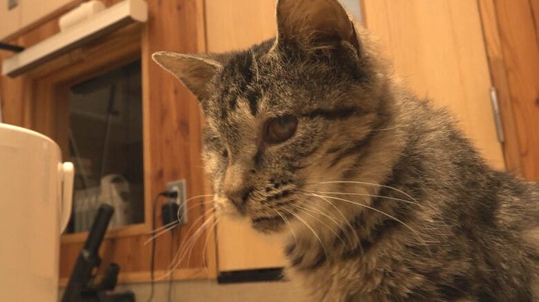 右の眼球を摘出した「ふじこ」
