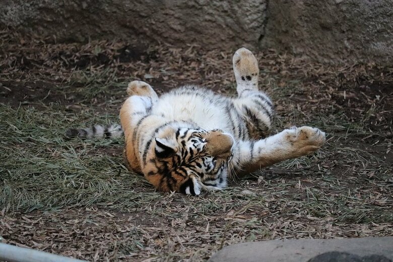 （提供：浜松市動物園）