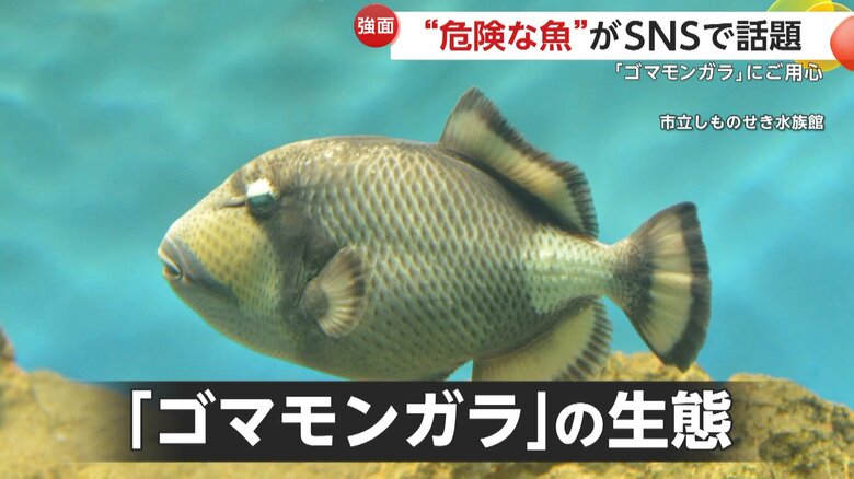 “危険な魚”ゴマモンガラ