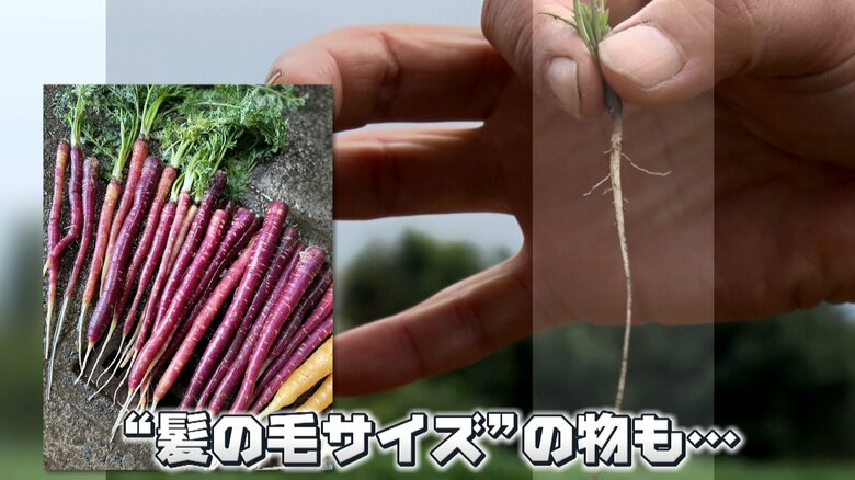 例年のハーモニーニンジンと比較