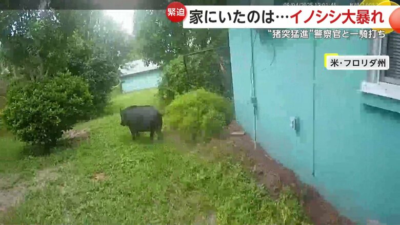 森へと逃げていったイノシシ