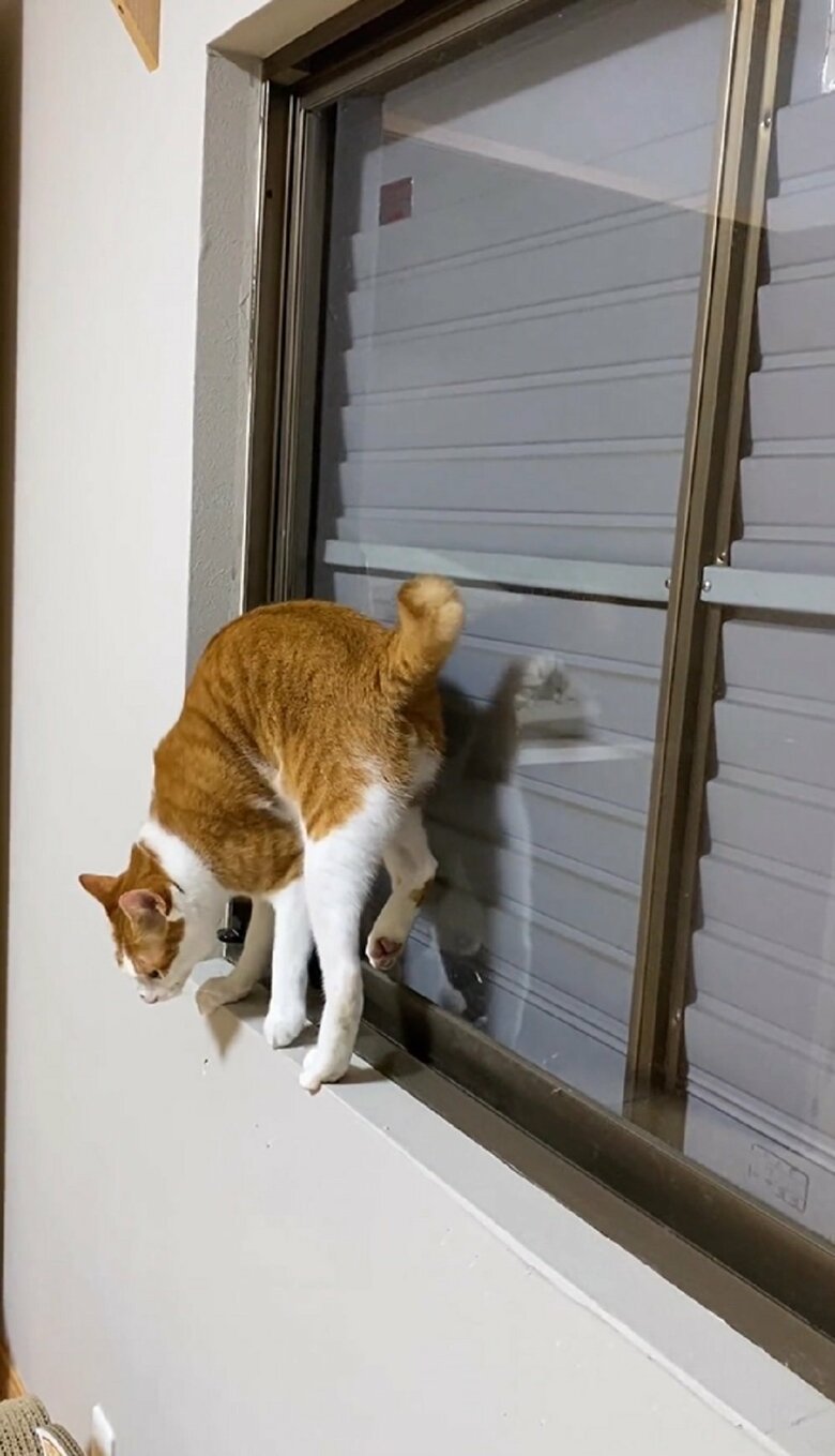 徐々に後ろ足が上がっているように見える