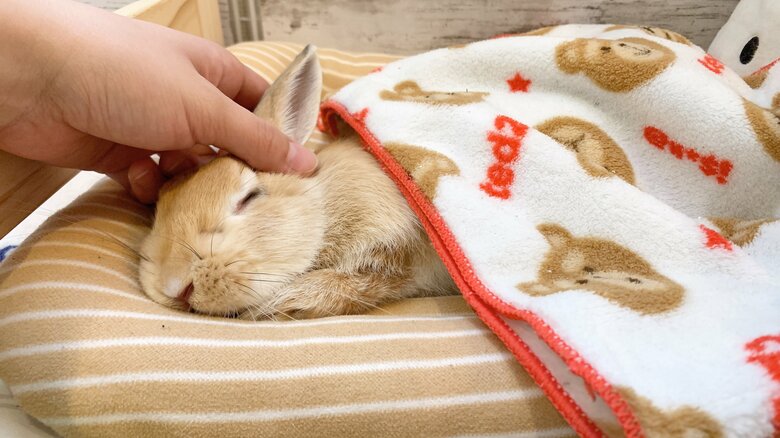 提供：げんまいとうるちさん