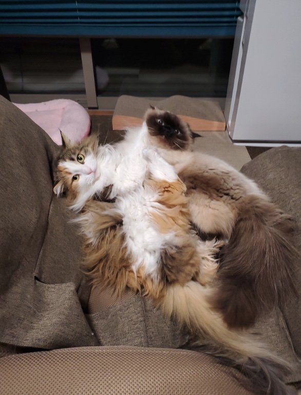 提供：ねぎまるさん