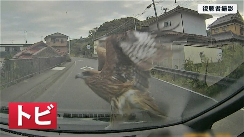 ぶつかったのは“トビ”