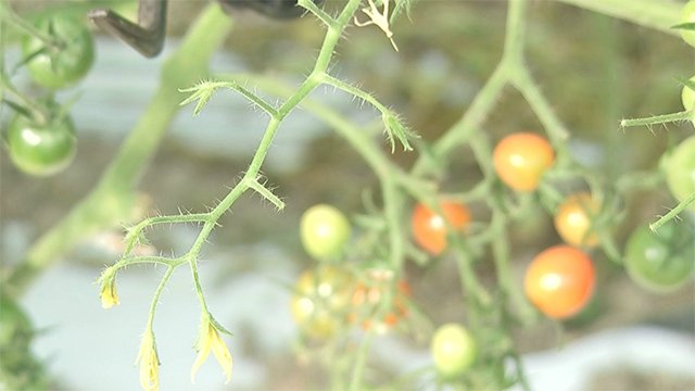 ミニトマト100キロ盗まれる 農家から怒りの声【熊本】