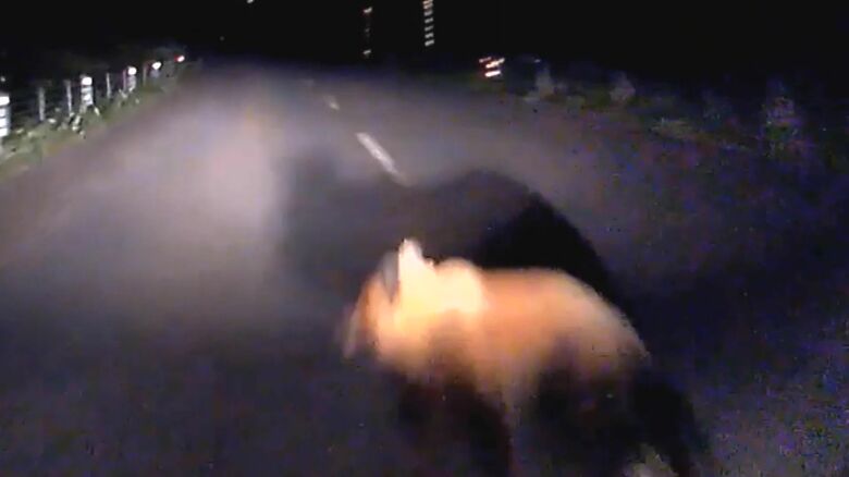 飛び出してきたクマ（提供：北海道警察）