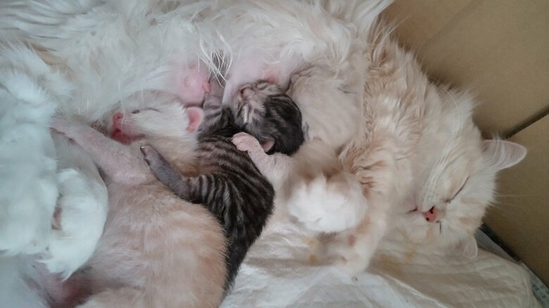 お母さんと一緒にすやすや