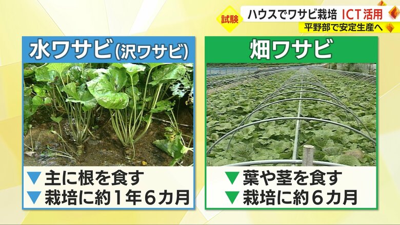 畑ワサビと水（沢）ワサビの違い