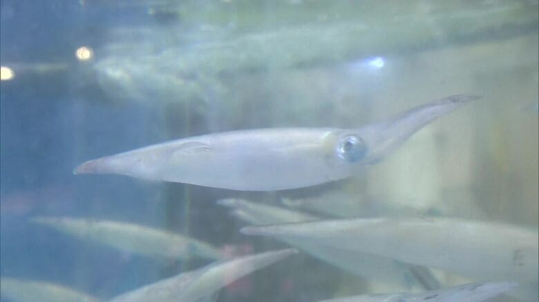 水槽の中にはヤリイカ