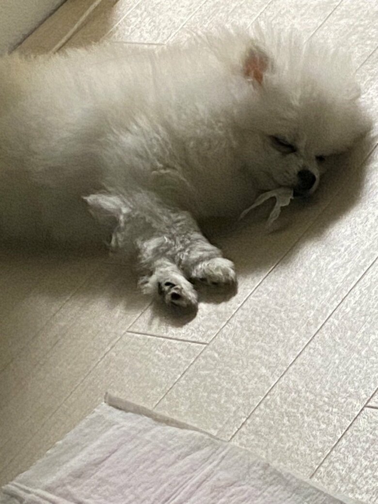 大好きなティッシュをくわえたまま寝ることも…
