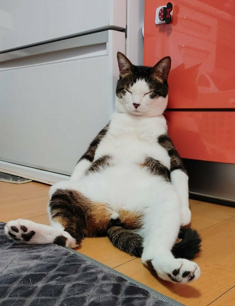 飼い主お気に入りの写真（提供：やわいさん）
