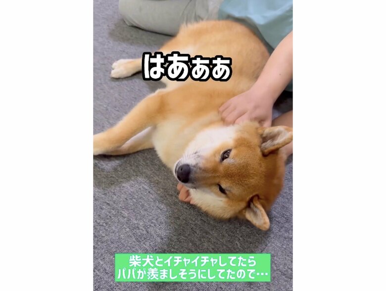 ママになでられて気持ちよさそう（提供：柴犬ぽてとさん）