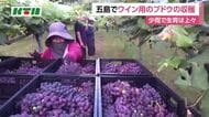「少雨で出来は上々」　長崎・五島のワイナリーでブドウを収穫　