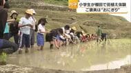 新緑芽吹く内子の山間　棚田で地元の小学生が田植え体験　ご褒美はおにぎり「家のコメより美味」【愛媛】