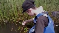 夏空戻った福島県　猪苗代湖では子供たちが生き物探索　北塩原村には旅する蝶　自由研究にもぴったり