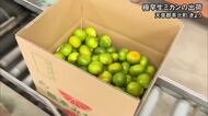 「糖度が上がり、おいしいミカンに」極早生ミカンの出荷　天草郡苓北町で始まる【熊本】