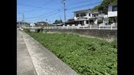松山の住宅街の川一面になぜ…食用の外来植物「クレソン」大量発生　洪水や寄生虫のリスクも【愛媛】　