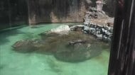 猛暑に負けるな！のいち動物園の動物たちに氷のプレゼント