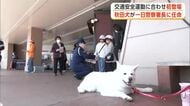 秋田犬「想空」が一日警察署長に就任　買い物客らに交通安全呼びかける　秋田・大館市