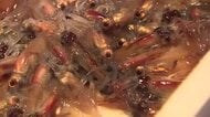 富山湾のホタルイカ初水揚げ 1キロあたり5万円の過去最高値に 水揚げは1.3キロで去年の10分の1