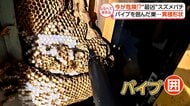 長雨で異変！危険“殺人バチ”が住宅街に!?【しらべてみたら】
