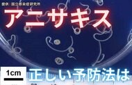 【注意】サバ・イカ・アジも…「アニサキス」食中毒はなぜ起きる？正しい予防法を専門家に聞いた
