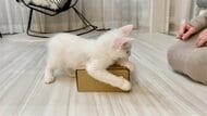 「開封させていただけないでしょうか」荷物にしがみつく子猫がかわいすぎる! 何が気に入ったのか聞いてみた