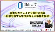 【岡山大学】害虫もカフェインを飲むと死ぬ～貯穀を害する甲虫に与える影響を解明～