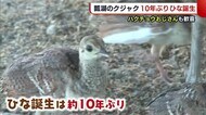 瓢湖のクジャク10年ぶりヒナ誕生! お世話は“クジャクおじさん”が【新潟・阿賀野市】