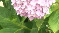 四国がきょう梅雨入り 7年ぶり5月に...