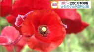ポピー200万本が見頃 みちのく杜の湖畔公園〈宮城・川崎町〉