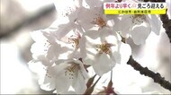 秋田県にかほ市と由利本荘市で例年より早くサクラが見ごろ