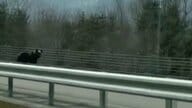 【クマ冬眠明け】各地で目撃 高速道路を横断＆列車と並走…人里に寄せつけないごみ箱を設置＿出没傾向に異変も＿ハンターが驚き「全く足跡が見つからない」一体何が起きているのか〈北海道〉