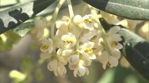 小豆島の初夏に彩り オリーブの花が咲き始める【香川・小豆島町】