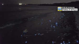 富山県の浜辺で「ホタルイカの身投げ」…青白く発光の理由は“残像を残して逃げるため”らしい